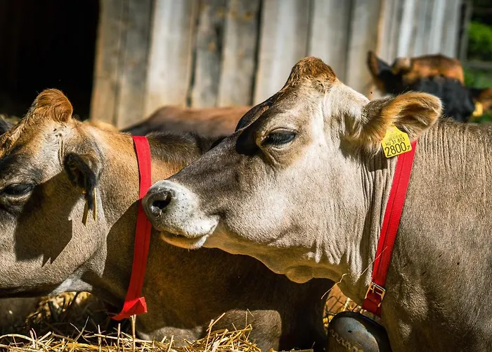 Agroping Korosajt Muhely