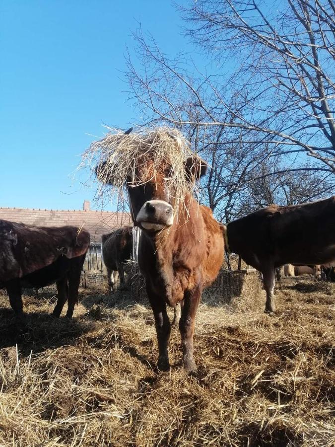 Luxuszelt Agroping Korosajt Muhely Nemesbükk