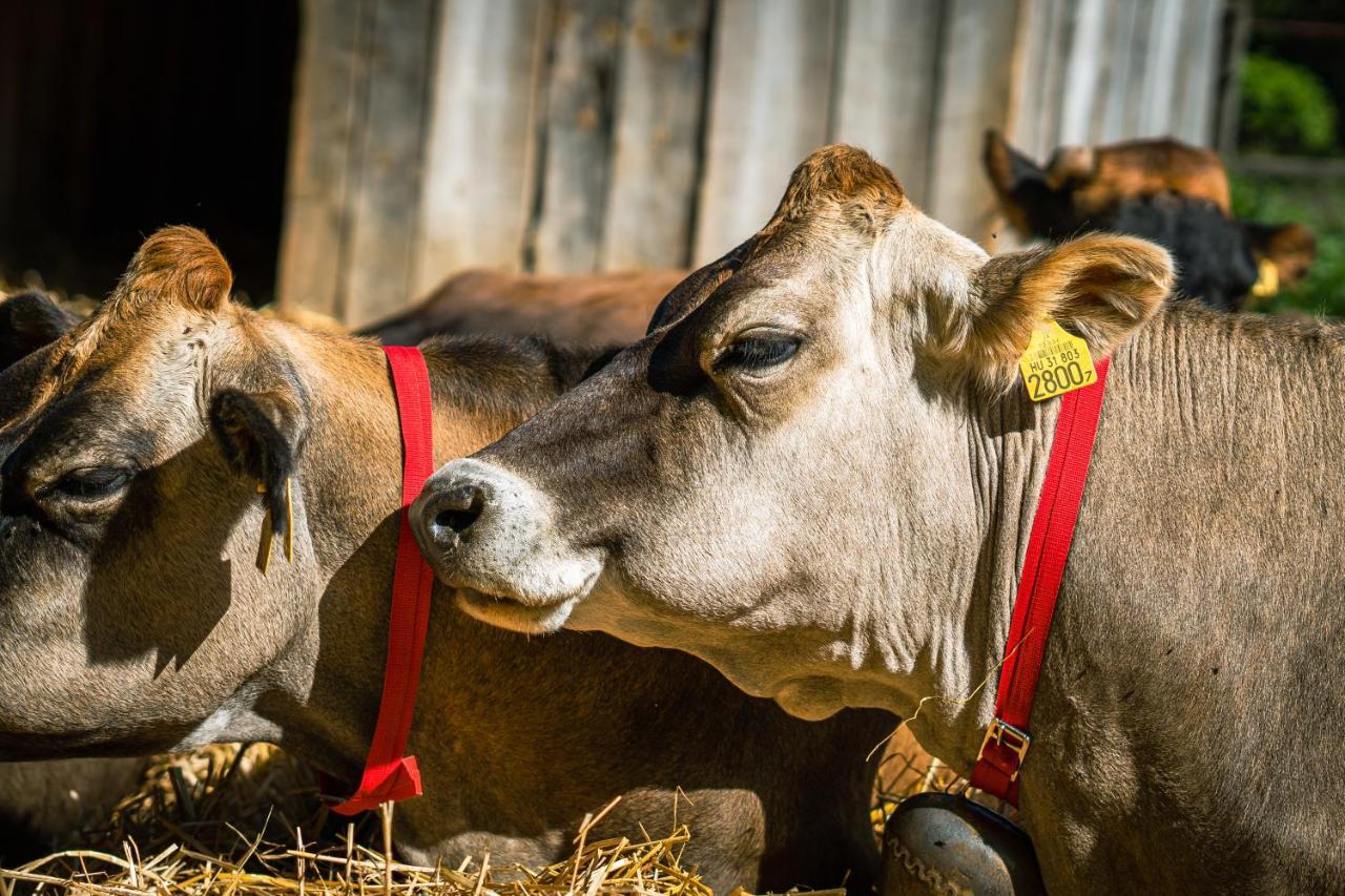 Agroping Korosajt Muhely Luxuszelt Nemesbükk
